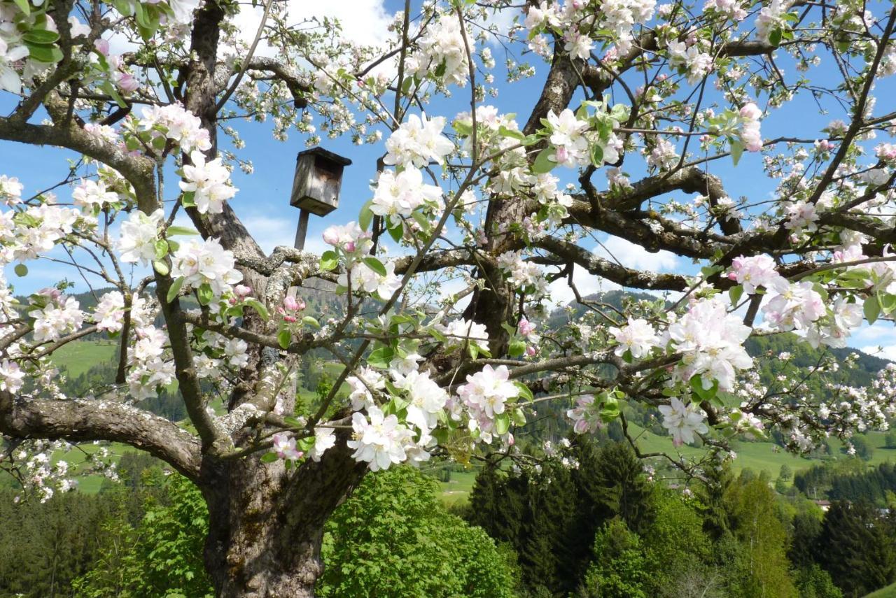 Filzenhof Daire Kitzbühel Oda fotoğraf