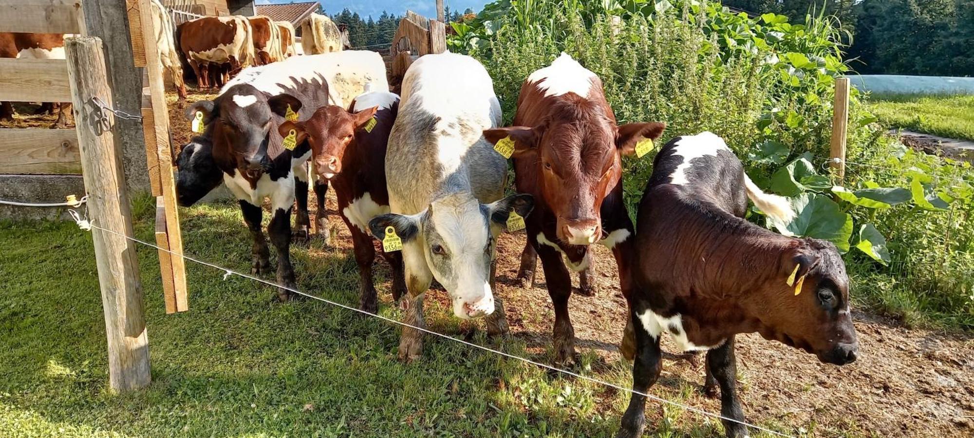 Filzenhof Daire Kitzbühel Dış mekan fotoğraf