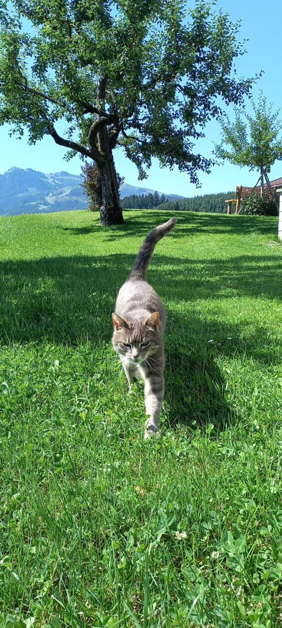 Filzenhof Daire Kitzbühel Dış mekan fotoğraf